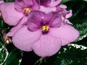 African Violet