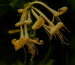 honeysuckle
