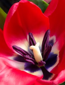 red tulip