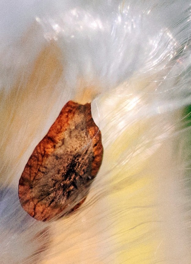 milkweed seed
